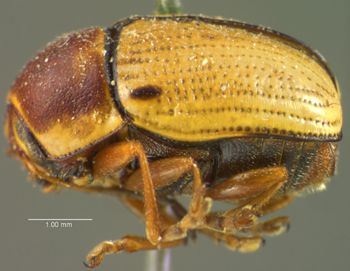 Media type: image;   Entomology 8401 Aspect: habitus lateral view